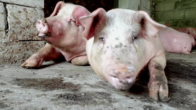 Farms pigs, that are reared in unhealthy conditions. Sick hogs in the slaughterhouse. 4k	