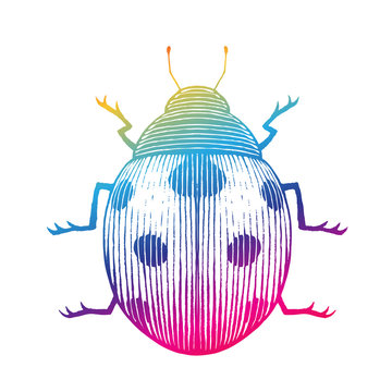 Rainbow Colored Ink Sketch of Ladybug Illustration
