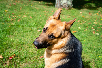 German shepherd dog at the training 