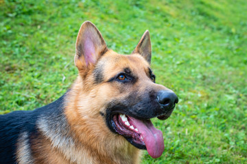 Fototapeta premium German shepherd dog at the training 