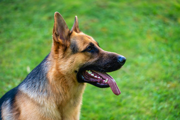 German shepherd dog at the training 