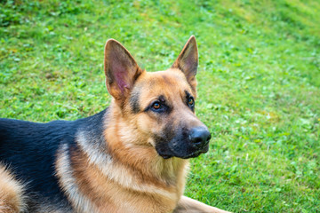 German shepherd dog at the training 