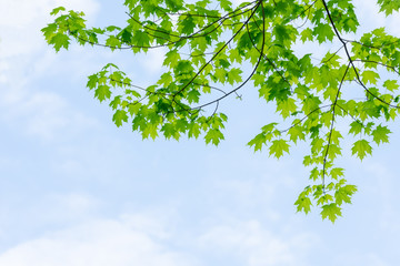 Green sugar maple tree leaves with blue sky and white clouds