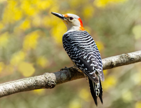Female red bellied woodpecker bird perched on a branch with yellow flowers in background