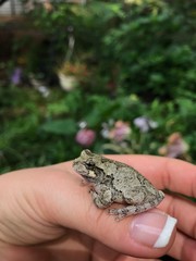 little frog sitting on the finger