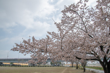 熊谷_桜