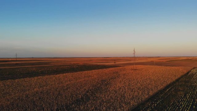 Agriculture Sunflower and Corn sunset field aerial drone view above