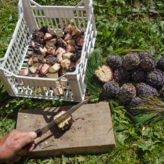 Natural medicine. Cutting of Pinus Cembra pine cones for the preparation of balsamic syrup