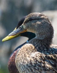 portrait of a duck