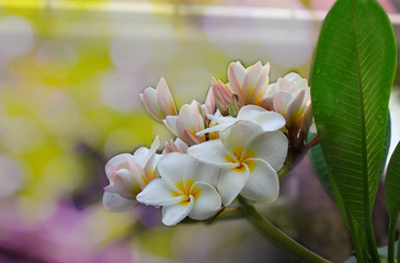 Young  Frangipan Plumeria with droplet on colorful bokeh background,fresh flower,wallpaper,tropical flower