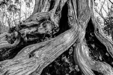 Fototapeta na wymiar Ancient Arbor Vitae tree nearly 1600 years old bear Natural Bridge in Virginia in black and white 