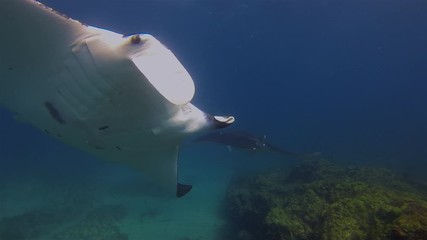 Beautiful Pair Of Manta Rays. Group Of Graceful & Peaceful Sea Mantas Swimming Together. Calm Sea Rays Gliding. Pelagic Filter Feeders Marine Life In Blue Water Cleaning Station & Sunlit Sea Surface
