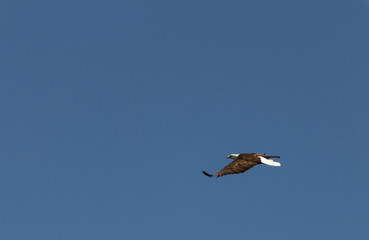 Side profile of American bald eagle in flight against clear blue sky background 