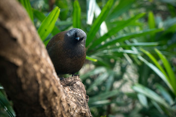 Exotic Tropical Bird At Boedel Conservatory Vancouver Canada