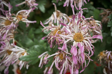faded chrysanthemum flower horizontal composition