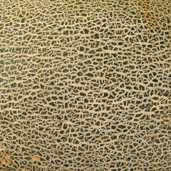 pattern of green hami melon