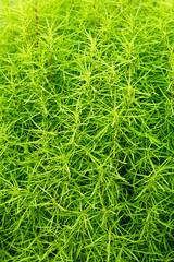   Ornamental plant green and long needles.Vertically.