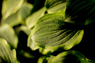 Hosta plant leaves in dawn light with deep shadows