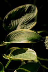 Hosta plant leaves stacked vertically in dawn light with deep shadows