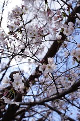 桜の街　Cherry blossom Town Kyoto or Nara Japan