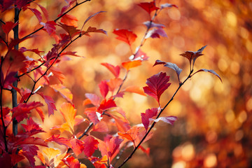Vivid red leaves of hawthorn on autumn bokeh background. Beautiful shrub of crataegus on fall hedge texture in sunrise. Rich flora in sunset. Colorful foliage in golden hour. Scenic natural backdrop.