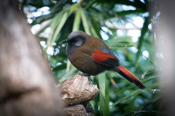 Exotic Tropical Bird At Boedel Conservatory Vancouver Canada