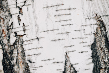 White nature background of birch bark close-up. Plane of birch trunk surface. Tree textured backdrop. Detailed natural texture of birch tree stem. Abstract mock-up. Background with copy space.
