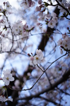 桜の街　Cherry blossom Town Kyoto or Nara Japan
