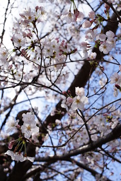 桜の街　Cherry blossom Town Kyoto or Nara Japan