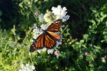 monarch