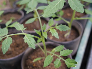 Green plant in a pot