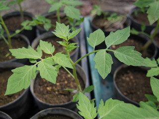 Green plant in a pot
