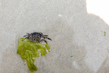 crab in the sand
