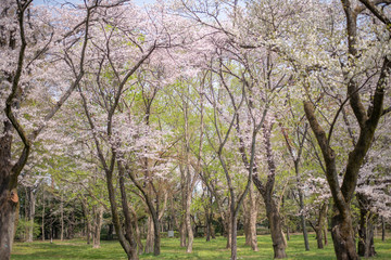 Obraz premium 小金井公園_桜