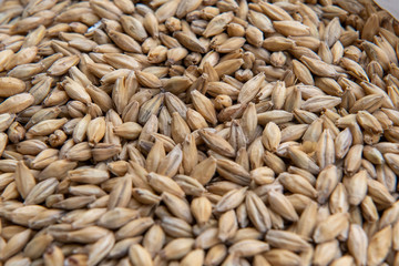 malt grains for brewing.