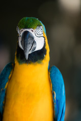 Blue and yellow parrot