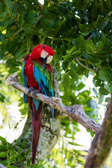 Red and blue parrot