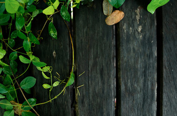 Green leaf frame with wooden space