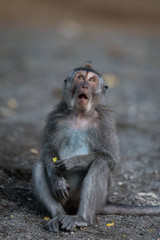 Obraz premium Bali Monkey