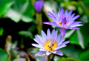 Obraz premium Purple water lotus with yellow pollen at the garden