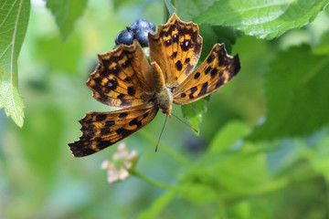 Obraz premium ランタナの実にとまるキタテハ