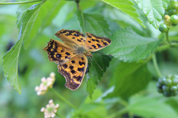 ランタナの実にとまるキタテハ