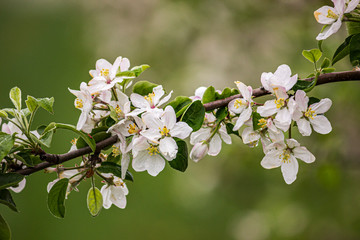 apple blossoms