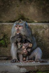Bali Monkey with cub
