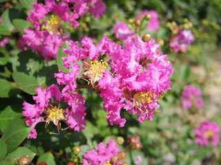 Close up of Crapemyrtle flowers