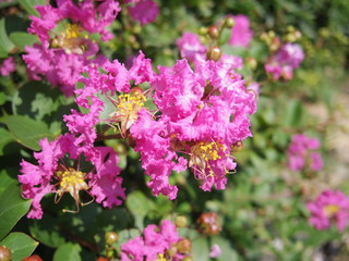 Close up of Crapemyrtle flowers