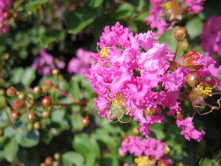 Fototapeta premium Close up of Crapemyrtle flowers