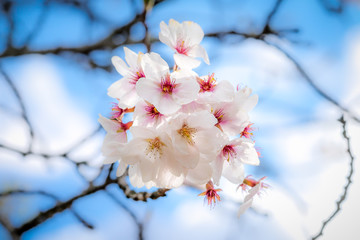 Cherry blossom during the spring season
