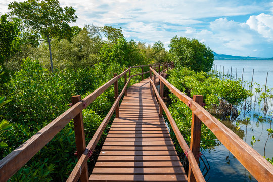 Mangrove Boardwalk In Tacloban, Leyte, Philippines