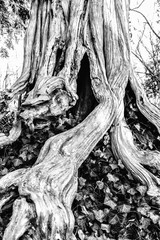 Fototapeta na wymiar Ancient Arbor Vitae tree nearly 1600 years old bear Natural Bridge in Virginia in black and white